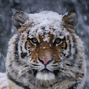 Fundraising Page: Robin & Kim Hamelin